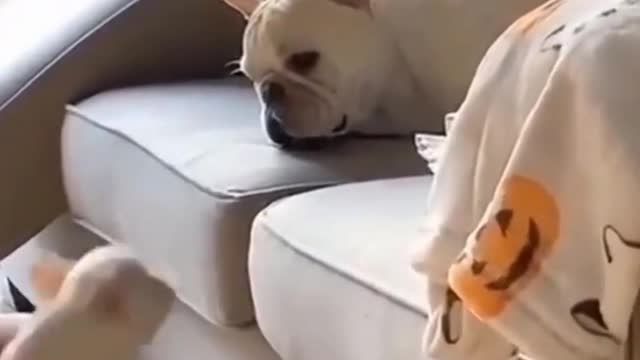 Do You Need A Good Laugh? Watch These Pets, That's All 😍|| Pet City