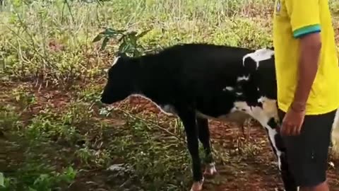 pair of calves for plowing the land. Known & Known 🐂🌽🇧🇷