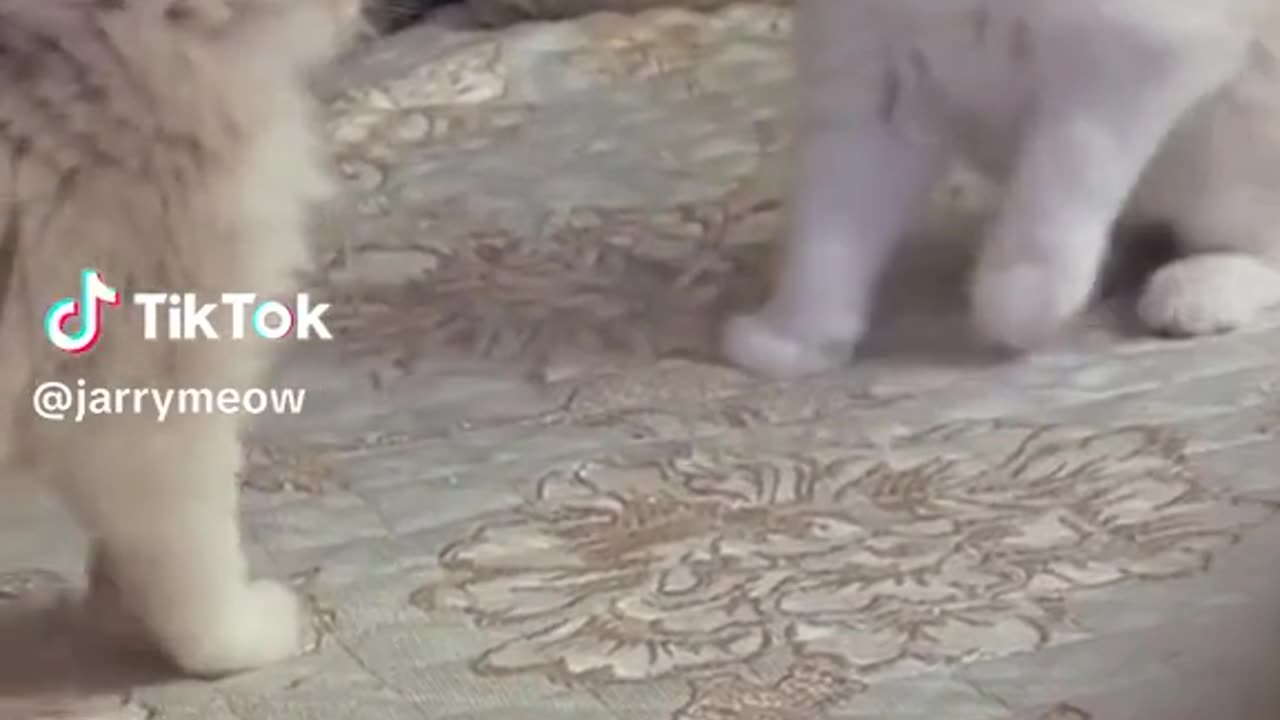 Funny Cat videos