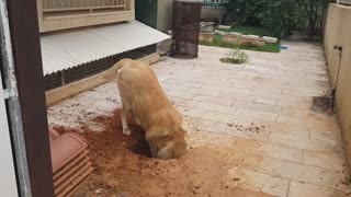 This dog is caught in the act of trying to escape quarantine