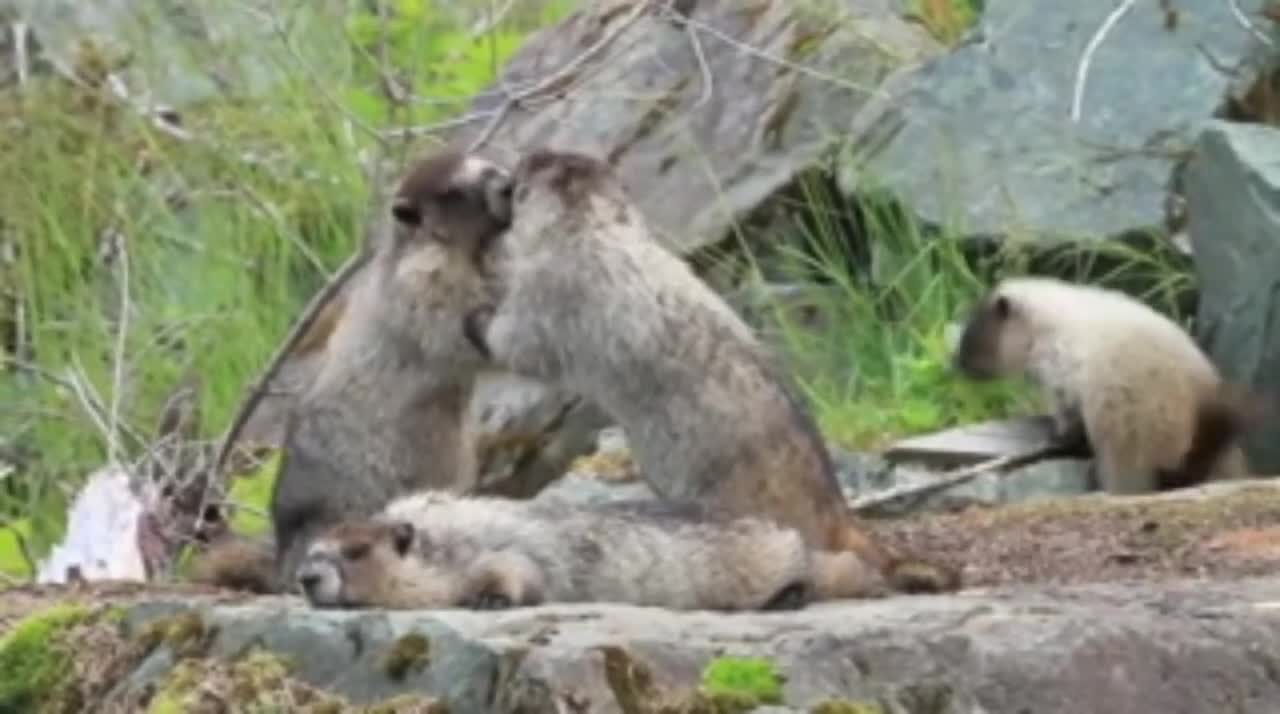 Cute Marmots Playing in Nature | Cute Marmots