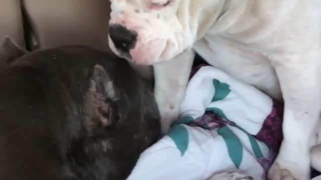 Pittie Brothers Who Lost Their Dad Get The Most Wonderful Forever...