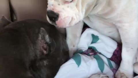 Pittie Brothers Who Lost Their Dad Get The Most Wonderful Forever...