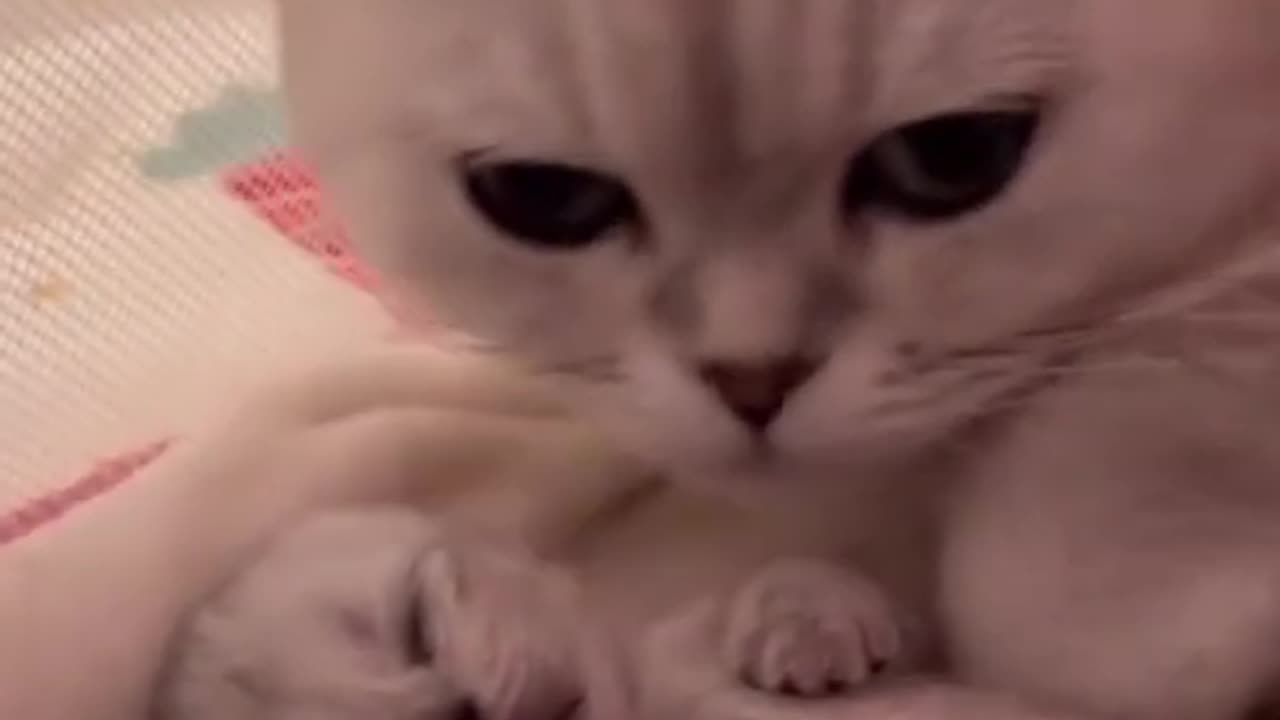 Funny Animal Videos 2024 Best Dogs And Cats Videos πΊπ #59,