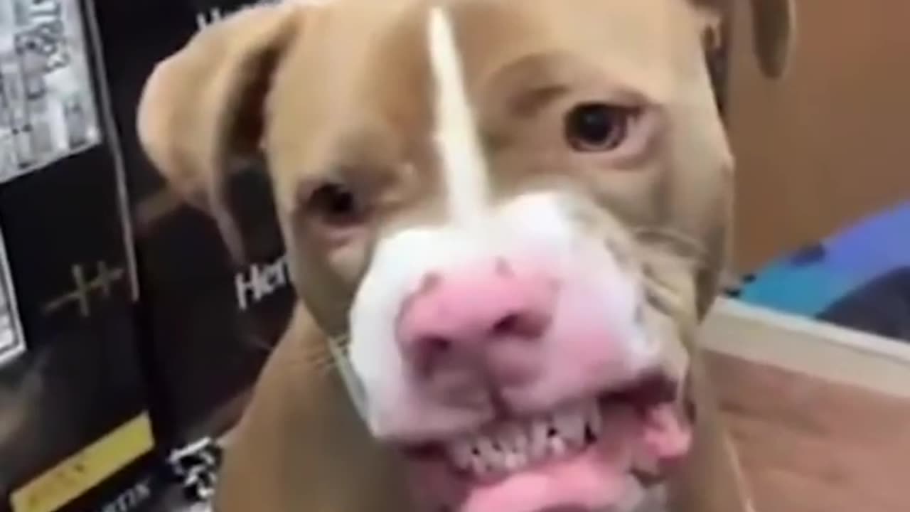😺Funny Dogs Shorts Clip 💖|| 🐕Dog Funny Shorts 👻|| 😛Funny Moments a Dogs✨
