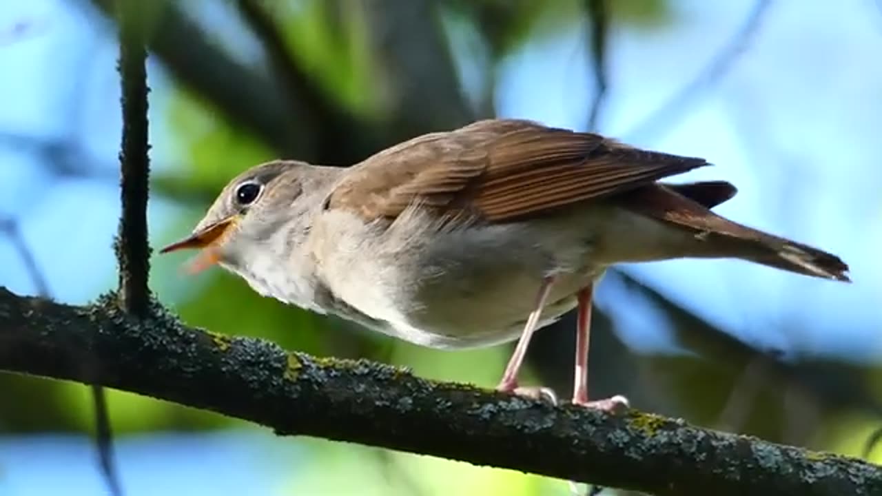 Bird singing