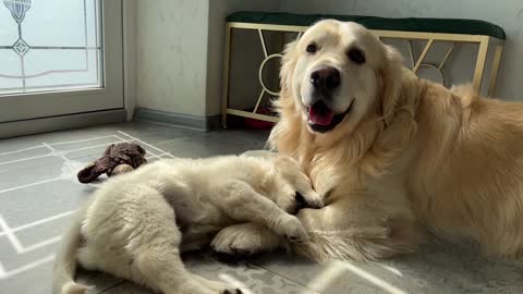 Golden Retriever Attacked by Golden Retriever Puppy