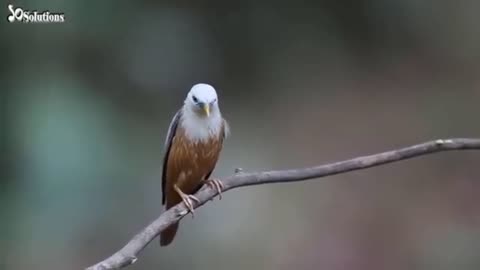 Australian birds