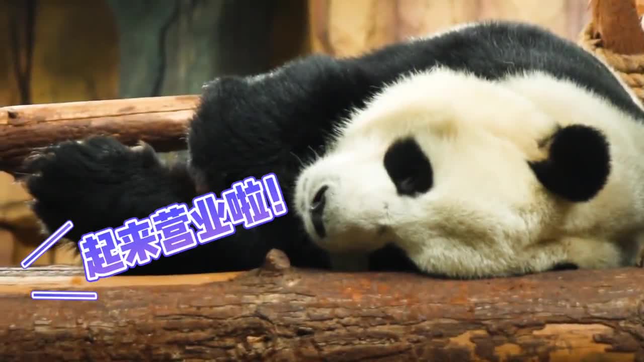 Sleeping in bed you # panda star wish