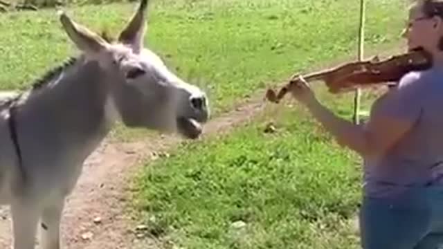 Music for Donkey