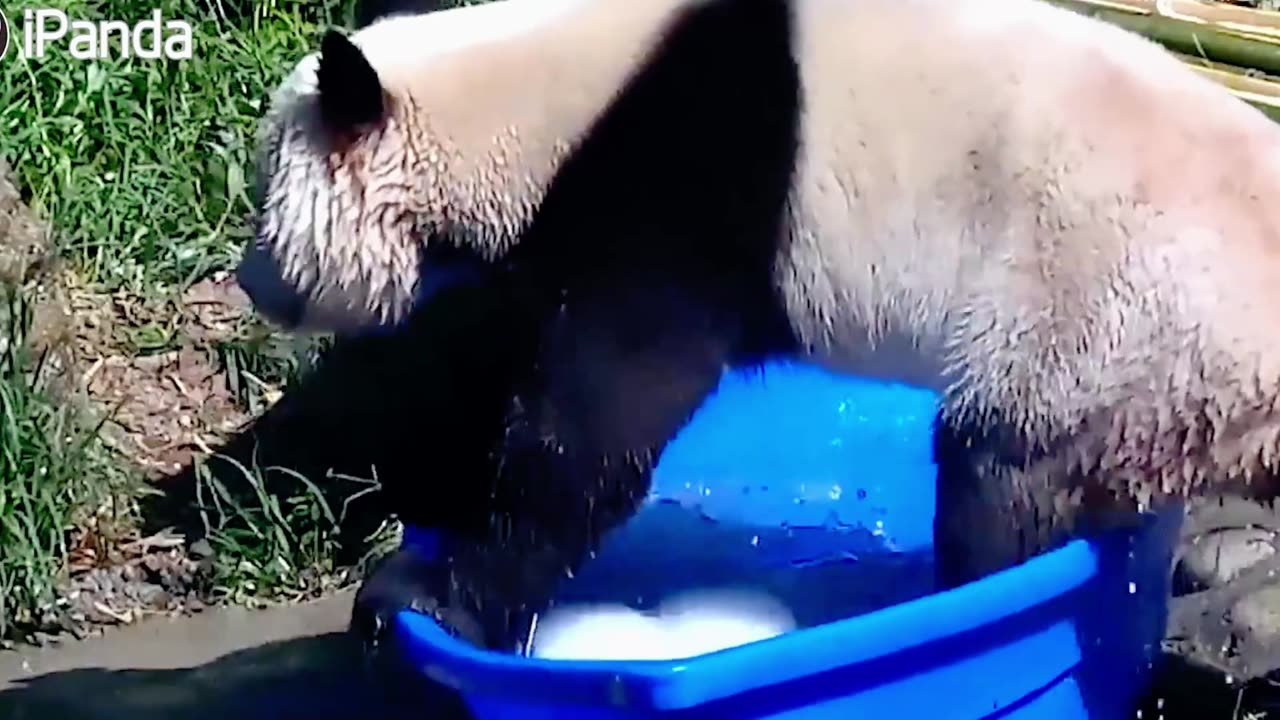 Summer is here, pandas like to play in water