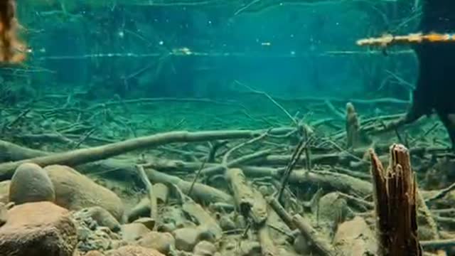 The underwater world of autumn