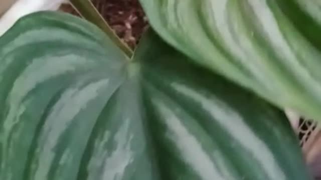 My mom call this Milo flowers