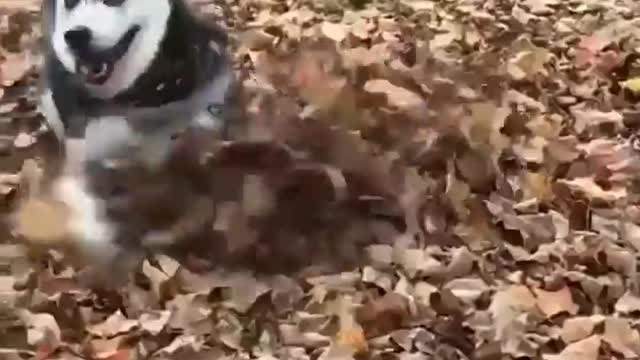 Funny And Cute Husky Puppies Compilation 😊😍 Adorable Husky Puppy