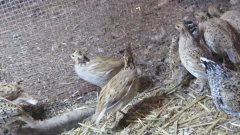 Juvenile quails