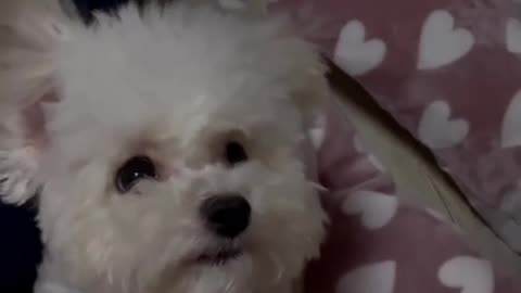 cute dog playing