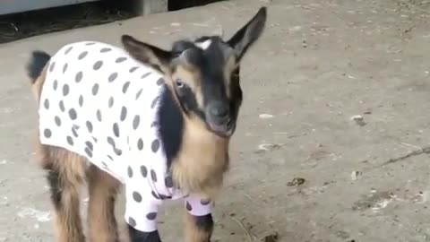 Goat in pajamas