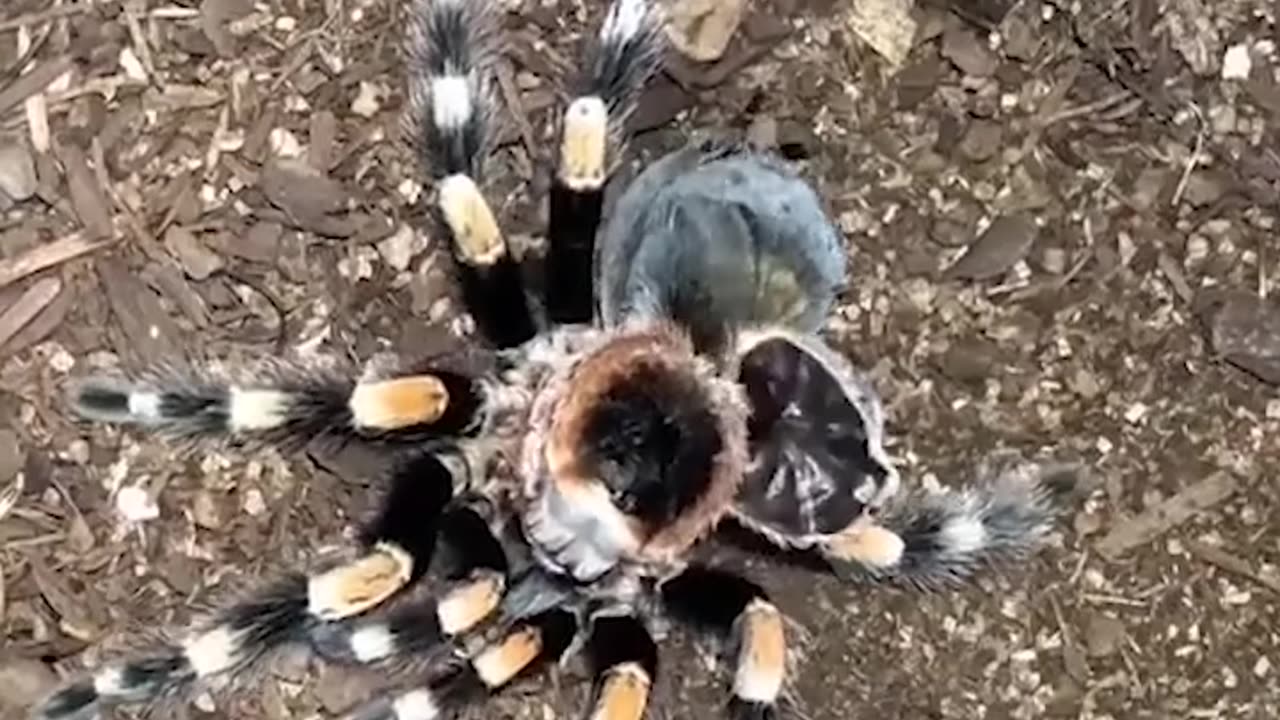 Fast-Track Molting Red Knee Tarantula