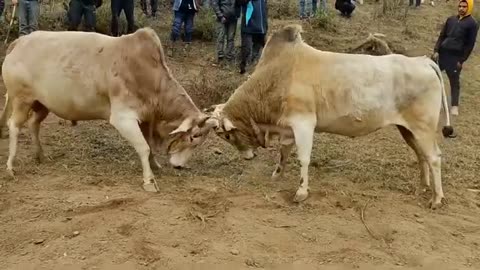 A fight between two cows