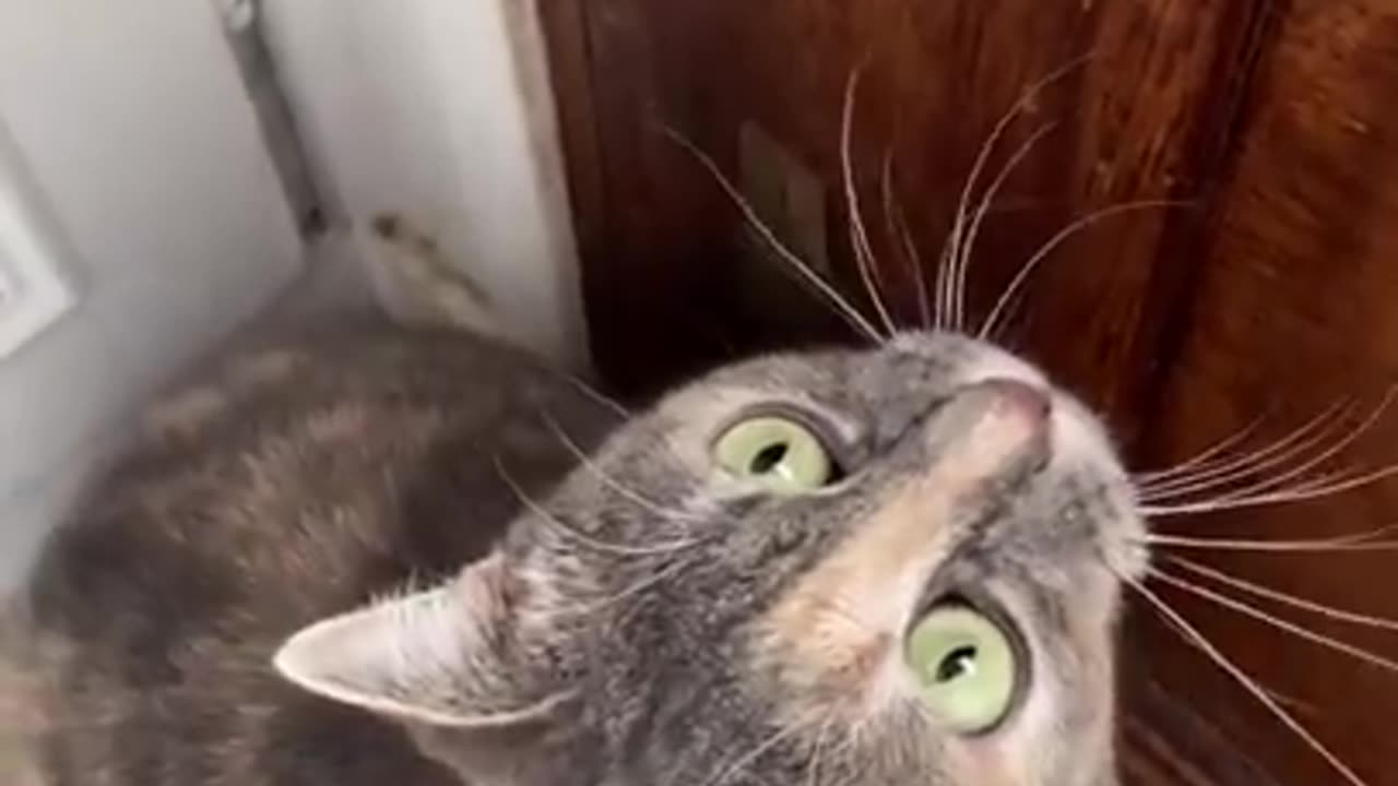 funny cat video