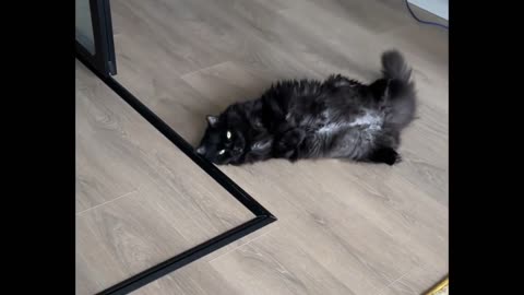 The Purr-Meow is the Happiest Sound in the World!
