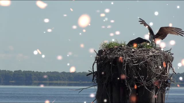 Eagles in nest