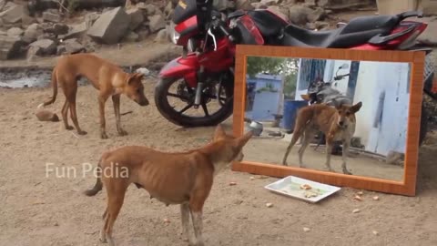 Mirror Prank For Dog Hilarious Reaction Mirror Prank Try not to Laugh So Funny Prank Video 2021