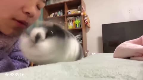 New Funny Animals 😸🐶 Best Funny Dogs and Cats Videos To Crack You Up All Long Day