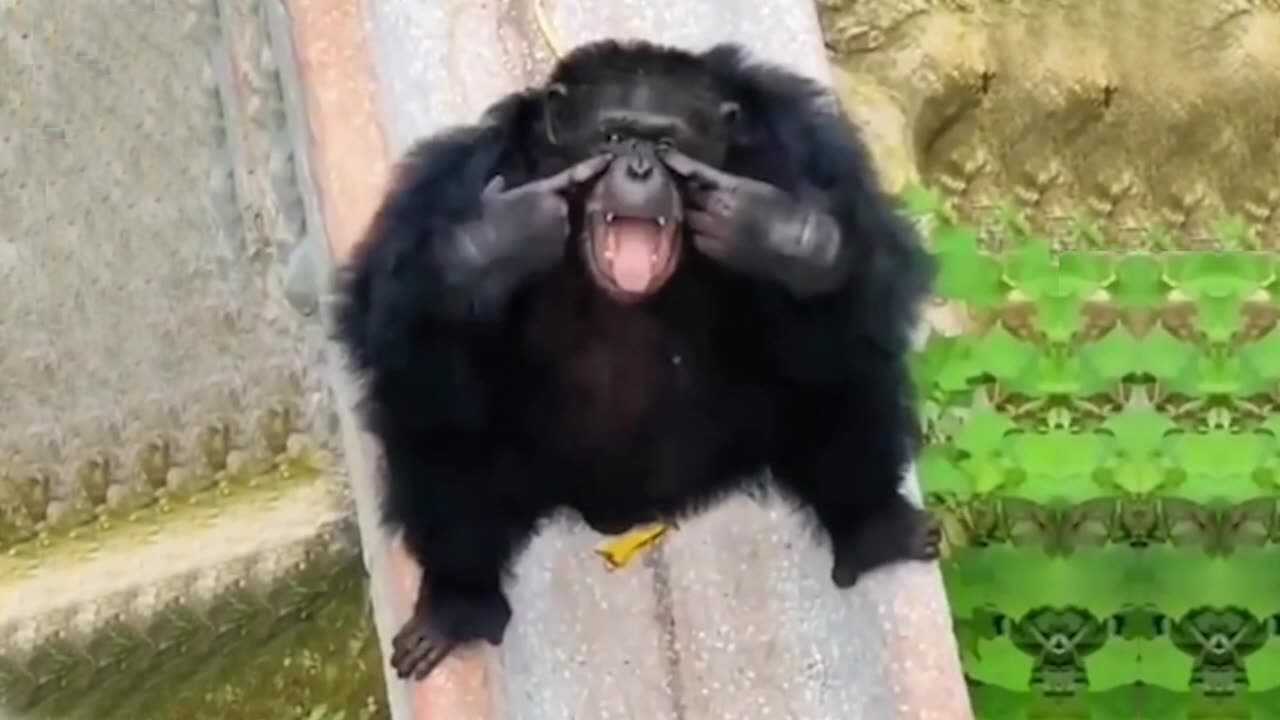 Monkey Business: Hilarious Videos of our Primate Friends