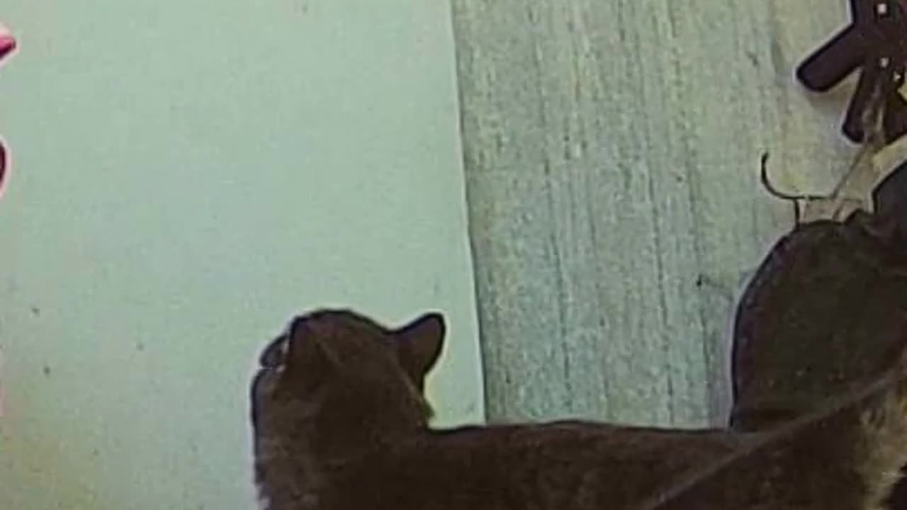 EA S7 - CatArm