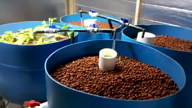 Aquaponics System for Demonstration