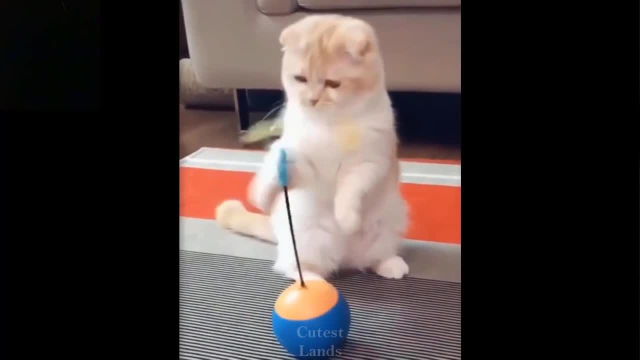 Cute And Funny Pets | Try Not To Laugh | Funny Compilation