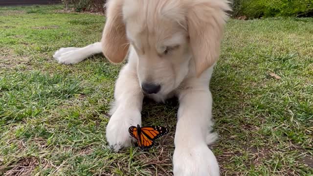 Puppy Playtime With Butterfly Buddy