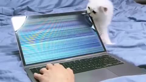 Funny cat video