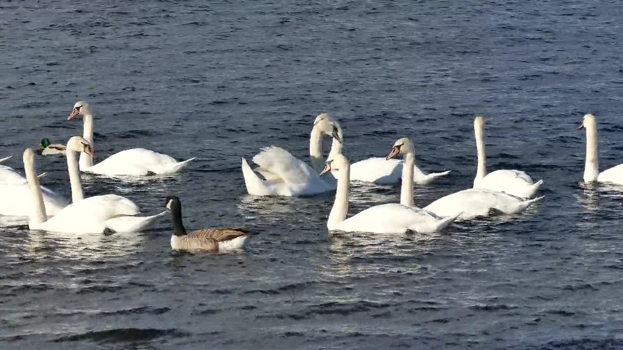 Ducks swim in the lake