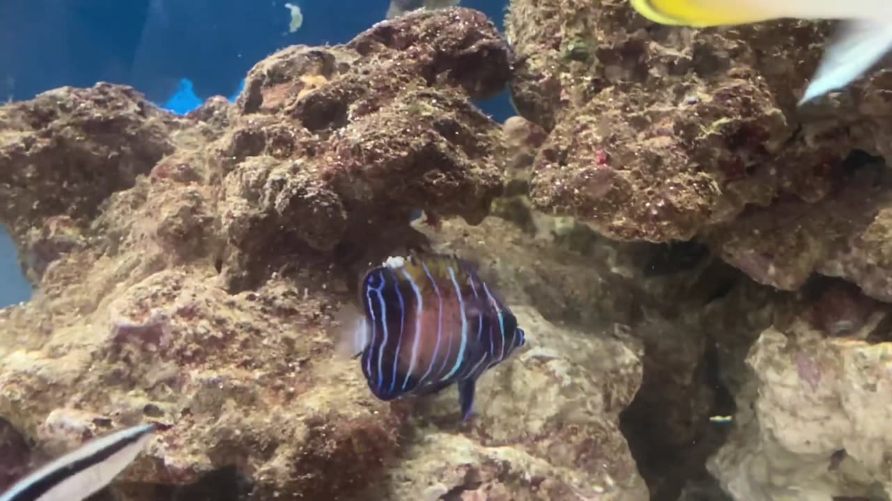 Blue-bellied butterfly cleaning the wounded part of a blue-eyed angelfish