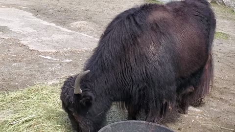 Zoo to You Meet Singi the yak