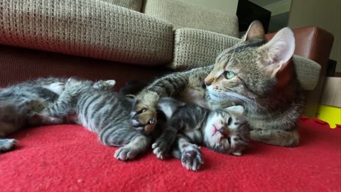 Mother cat trying to wake up her kittens