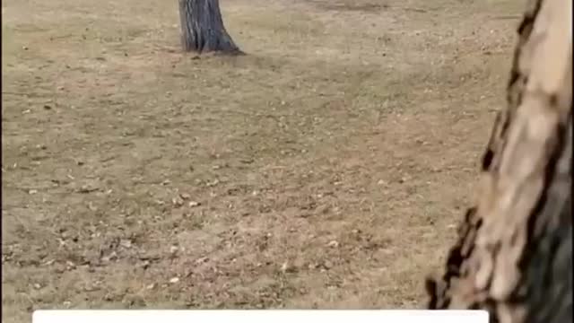 Funniest dog videos | best funny video ever