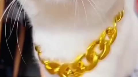 CAT walk | Handsome
