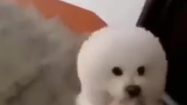 The lillte dog 🐕 terner videos
