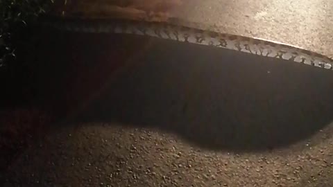 BIG SNAKE IN SRI LANKA