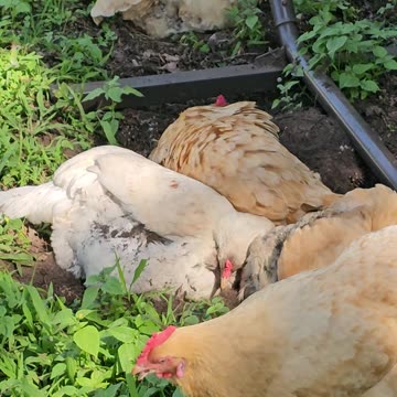 OMC! Dirt bathing flock of chickens - Hens gone wild-Car alarm goes off #chickens #horn #hen #shorts