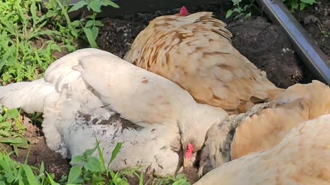 OMC! Dirt bathing flock of chickens - Hens gone wild-Car alarm goes off #chickens #horn #hen #shorts