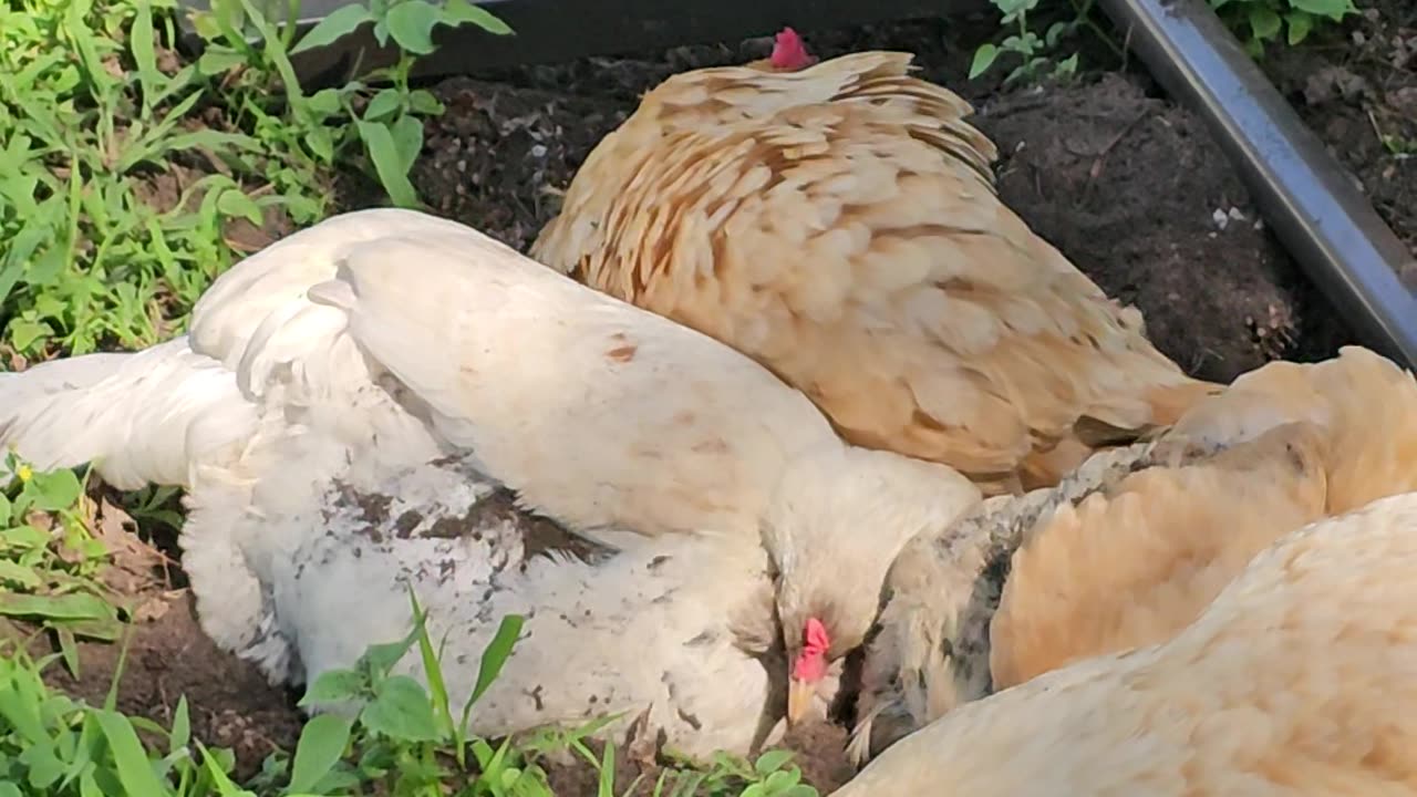 OMC! Dirt bathing flock of chickens - Hens gone wild-Car alarm goes off #chickens #horn #hen #shorts