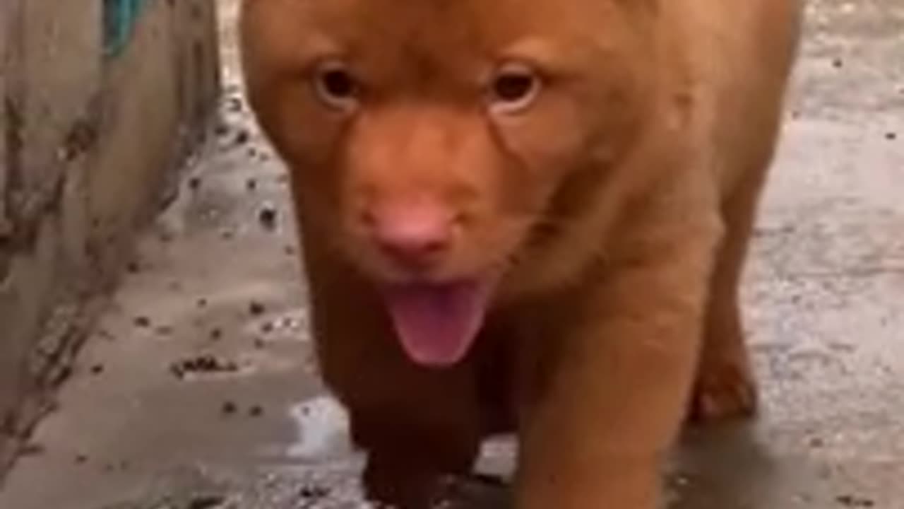 The cattiest dog you’ll ever see @ 2023 viral video