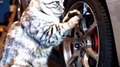 Cute and Funny Cats Compilation 22