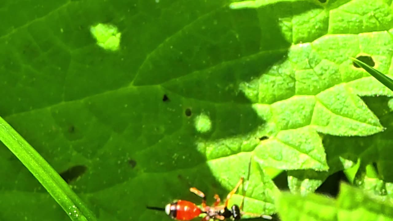 Cryptinae on a leaf / Beautiful colorful insect in nature.