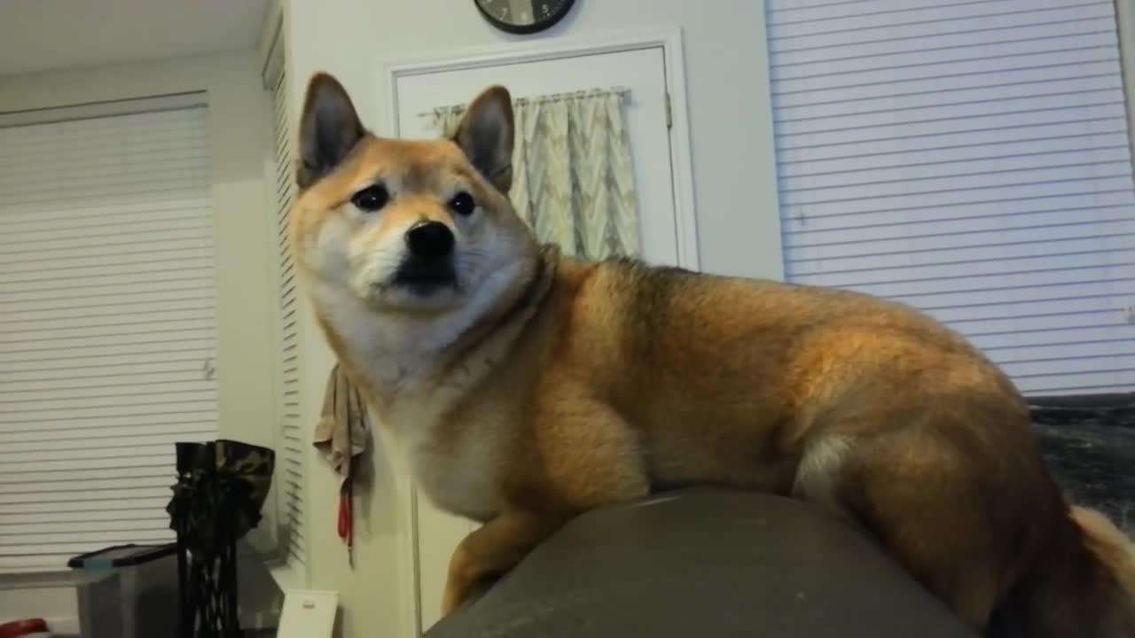 The Shiba Scream (Ozy Wants Bacon!)