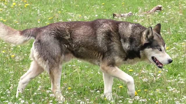 A dog walks in confident strides without having anything to worry about